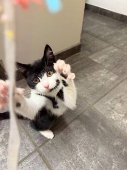 Rescue Domestic Short Hair Cats for Adoption in Fairfax Station, Virginia - Cranberry Sauce | PetCurious