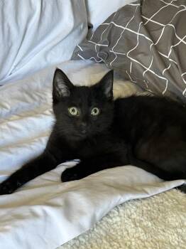 Domestic Short Hair Cats Available for Adoption - Lil