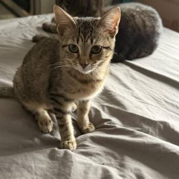 DAISY -  Domestic Short Hair Cat for Adoption in Puyallup, Washington - DAISY | PetCurious