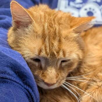 Domestic Short Hair Cats Available for Adoption in Reisterstown, Maryland - Cornelius | PetCurious