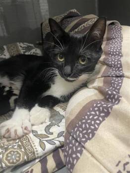 Hen -  Domestic Medium Hair and Domestic Short Hair Cat for Adoption in West Chester, Pennsylvania - Hen | PetCurious