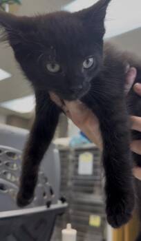 Prince -  Domestic Short Hair Cat Available for Adoption in Glenwood, Minnesota - Prince | PetCurious