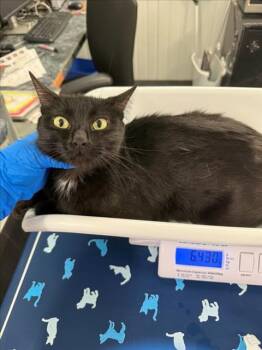 A228368 -  Domestic Short Hair Cat for Adoption in Woodland, California - A228368 | PetCurious