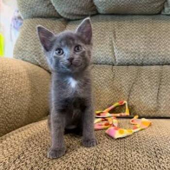 Taylor -  Domestic Short Hair Cat for Adoption in Fulton, Missouri - Taylor | PetCurious