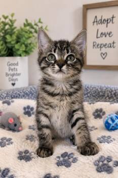 Truvy -  Tabby Cat for Adoption in Greensboro, North Carolina - Truvy | PetCurious
