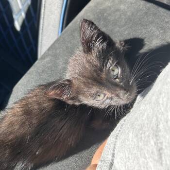 Rescue American Shorthair Cats for Adoption in Mount Vernon, Arkansas - Toothless | PetCurious