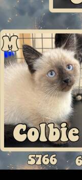 Colby -  Siamese Cat for Adoption in Marvin, North Carolina - Colby | PetCurious
