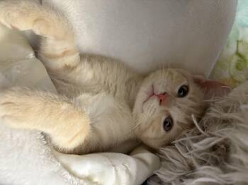 Rescue Domestic Short Hair Cats for Adoption in Tampa, Florida - Annie | PetCurious