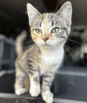 Ivy -  Domestic Short Hair Cat for Adoption in Elkins, West Virginia - Ivy | PetCurious