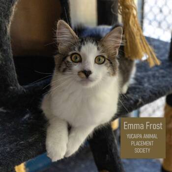 Rescue Domestic Medium Hair Cats for Adoption in Yucaipa, California - Emma Frost | PetCurious