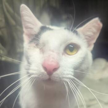 Domestic Short Hair Cats Available for Adoption in Calverton, Maryland - Beacon | PetCurious