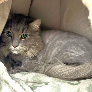 Domestic Long Hair Cats Available for Adoption in Michigan City, Indiana - Cheshire | PetCurious