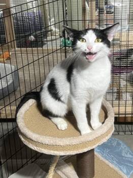 Mama Rosa -  Domestic Short Hair Cat for Adoption in Walled Lake, Michigan - Mama Rosa | PetCurious