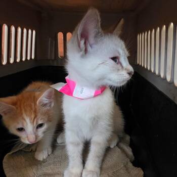 Domestic Short Hair Cats Available for Adoption in Melrose, Florida - Jasmine | PetCurious