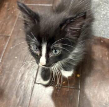 ZUKO -  Domestic Short Hair Cat for Adoption in Jacksonville, Florida - ZUKO | PetCurious