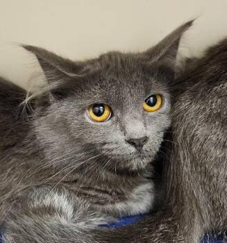 Gillian -  Domestic Medium Hair Cat for Adoption in Bloomington, Indiana - Gillian | PetCurious