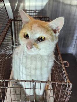 Domestic Short Hair Cats Available for Adoption - NASSI | PetCurious