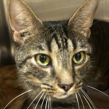 Curology -  Domestic Medium Hair Cat for Adoption in Winston-salem, North Carolina - Curology | PetCurious