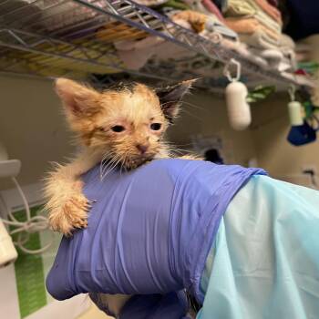 Black Collar -  Domestic Short Hair Cat Available for Adoption in Pasadena, California - Black Collar | PetCurious