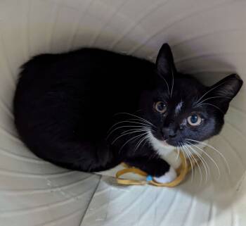 Rescue Domestic Short Hair Cats for Adoption in Seven Valleys, Pennsylvania - Spoopy | PetCurious