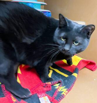 Domestic Short Hair Cats Available for Adoption in Dayton, Minnesota - Salem | PetCurious
