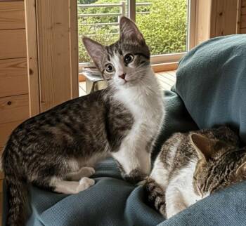 Domestic Short Hair Cats Available for Adoption - Batman | PetCurious