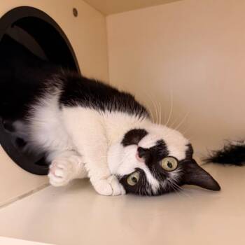 Domestic Short Hair Cats Available for Adoption in Philadelphia, Pennsylvania - Jenko | PetCurious