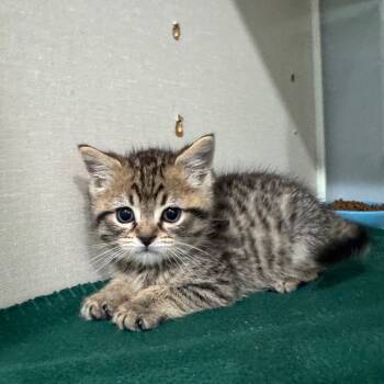 Rescue Domestic Short Hair Cats for Adoption in Fairmont, West Virginia - Spooky | PetCurious