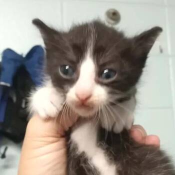 BAC-Stray-141859 -  Domestic Short Hair Cat for Adoption in Beaumont, Texas - BAC-Stray-141859 | PetCurious