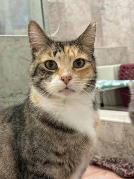 Domestic Short Hair Cats Available for Adoption - Dahlia | PetCurious