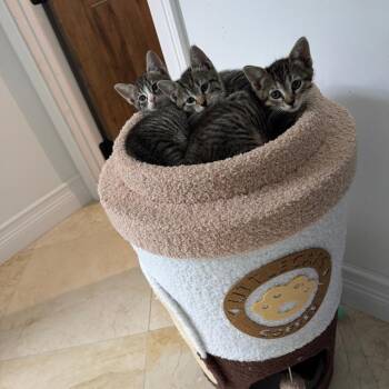 Zoe -  Domestic Short Hair Cat for Adoption in Fort Lauderdale, Florida - Zoe | PetCurious
