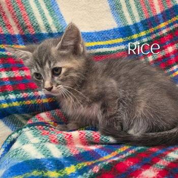 Rice -  Domestic Short Hair Cat for Adoption in Parkersburg, West Virginia - Rice | PetCurious