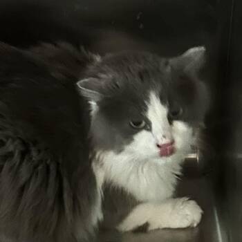 Mr Tumus -  Domestic Long Hair Cat for Adoption in Veneta, Oregon - Mr Tumus | PetCurious