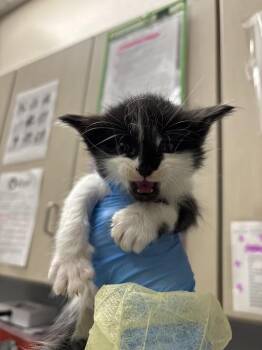 ECLIPSE -  Domestic Long Hair Cat for Adoption in Las Vegas, Nevada - ECLIPSE | PetCurious