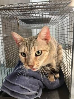 JUNIPER -  Domestic Short Hair Cat for Adoption in Baytown, Texas - JUNIPER | PetCurious