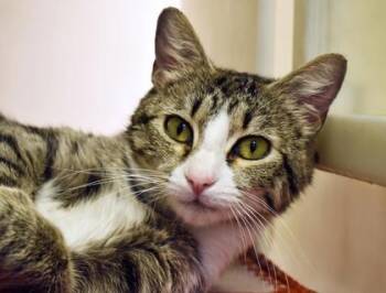 Chessie 461-26 -  Domestic Short Hair Cat for Adoption in Cumming, Georgia - Chessie 461-26 | PetCurious