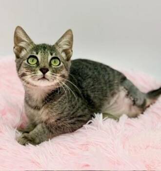 Toesephine (three legs) -  Domestic Short Hair Cat for Adoption in Covington, Louisiana - Toesephine (three Legs) | PetCurious