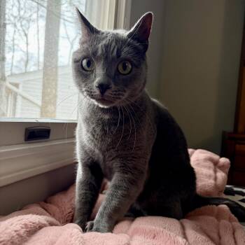 Domestic Short Hair Cats Available for Adoption - Remy | PetCurious