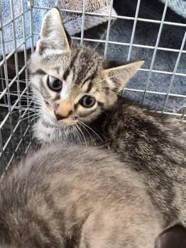 Domestic Short Hair Cats Available for Adoption in Fort Myers, Florida - SYLVESTOR | PetCurious