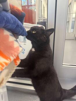 Domestic Short Hair Cats Available for Adoption in Hilton Head Island, South Carolina - Alexi | PetCurious