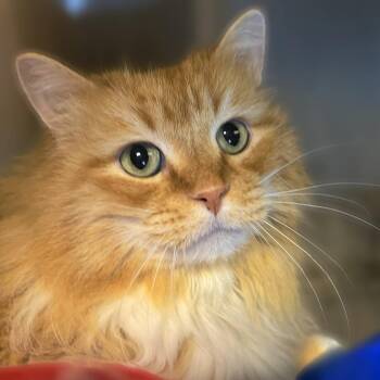 Domestic Long Hair Cats Available for Adoption - Bob | PetCurious