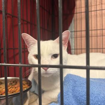 Odin -  Domestic Short Hair Cat for Adoption in Columbus, North Carolina - Odin | PetCurious