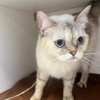 Mayo (ID 51936) -  Scottish Fold and Siamese Cat for Adoption in Manassas, Virginia - Mayo (ID 51936) | PetCurious
