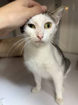 Rescue Domestic Short Hair Cats for Adoption in West Mifflin, Pennsylvania - Demi | PetCurious