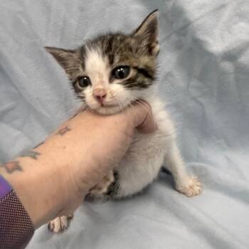 Snuggle -  Domestic Short Hair Cat for Adoption in Jupiter, Florida - Snuggle | PetCurious
