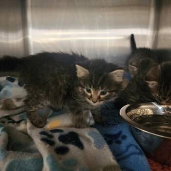 Domestic Medium Hair Cats Available for Adoption in Evensville, Tennessee - Willow | PetCurious