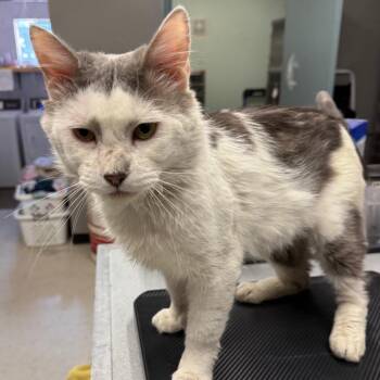 Lionheart -  Domestic Short Hair Cat for Adoption in Spokane, Washington - Lionheart | PetCurious
