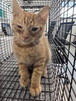 Naranja -  Domestic Short Hair Cat for Adoption in West Chester, Pennsylvania - Naranja | PetCurious