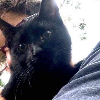 Joy -  Domestic Short Hair Cat for Adoption in Granby, Missouri - Joy | PetCurious