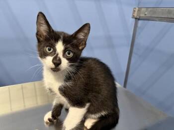 BAYMAX -  Domestic Short Hair Cat for Adoption in San Bernardino, California - BAYMAX | PetCurious